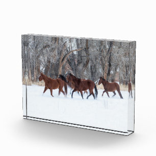 Bloque Para Fotos Manada de caballos corriendo en la nieve de invier