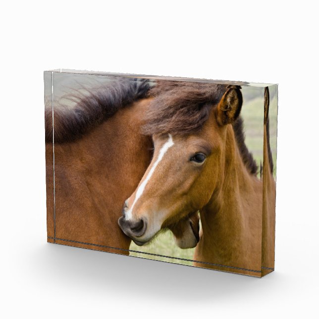 Bloque Para Fotos Mare Y Colt (Derecha)