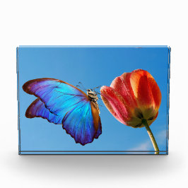 Bloque Para Fotos Mariposa azul y tulipán rojo