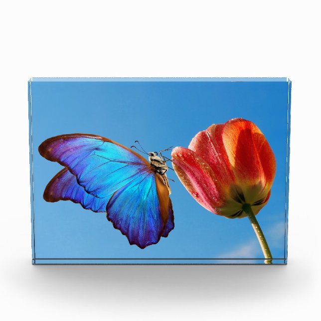 Bloque Para Fotos Mariposa azul y tulipán rojo (Anverso)