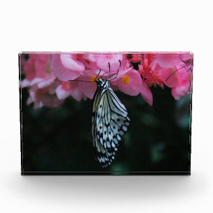 Bloque Para Fotos Mariposa colgando de flores