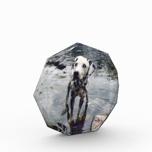 Bloque Para Fotos Mi amigo Mascota sube tu Personalizado de imágenes