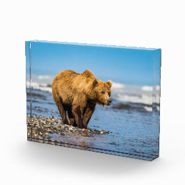 Bloque Para Fotos Mi mamá oso viendo a sus dos hijos