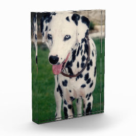 Bloque Para Fotos Mi Mascota amigo sube tu propio gato de perro Pers