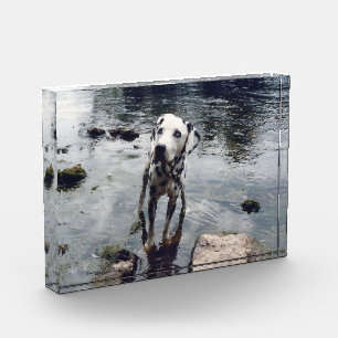 Bloque Para Fotos Mi Mascota amigo sube tu propio gato de perro Pers