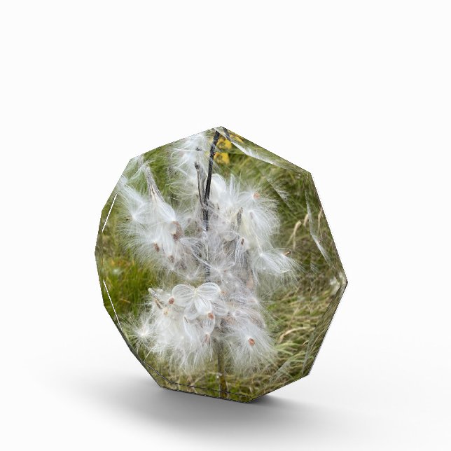 Bloque Para Fotos Milkweed | Mariposa | (Derecha)