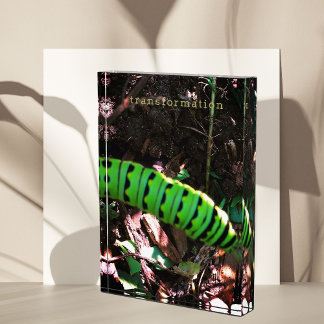 Bloque Para Fotos Monarca Mariposa Caterpillar Ohio Garden