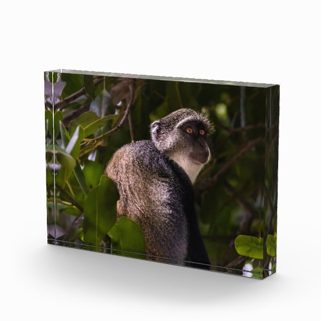 Bloque Para Fotos Mono azul, Zanzíbar (Derecha)