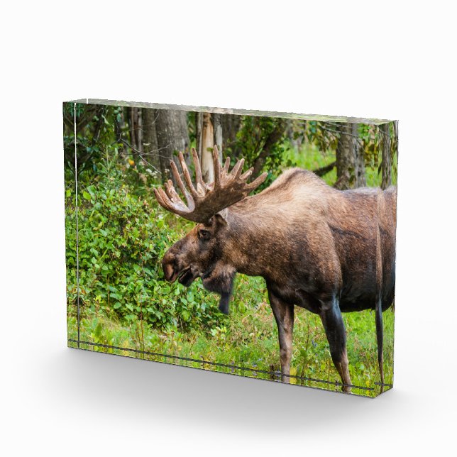 Bloque Para Fotos Moose | Península de Kenai, Alaska (Derecha)
