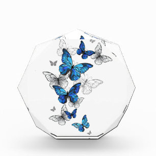 Bloque Para Fotos Morfo de las mariposas voladoras azules