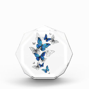 Bloque Para Fotos Morfo de las mariposas voladoras azules