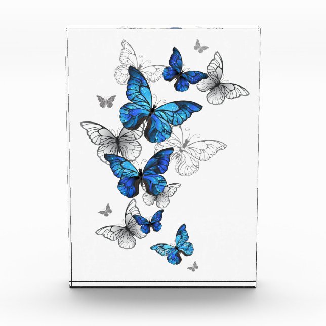Bloque Para Fotos Morfo de las mariposas voladoras azules (Anverso)