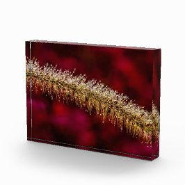 Bloque Para Fotos Morning Dew