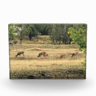 Bloque Para Fotos Mule Deer en un campo