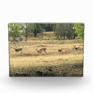 Bloque Para Fotos Mule Deer en un campo, Joseph, Oregón