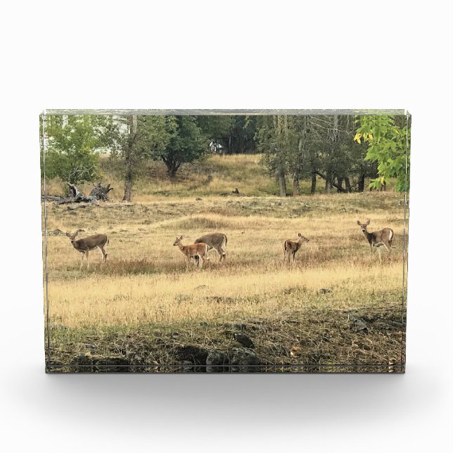 Bloque Para Fotos Mule Deer en un campo, Joseph, Oregón (Anverso)