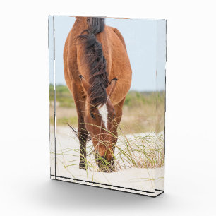 Bloque Para Fotos Mustangs Salvajes o Caballos Banqueros