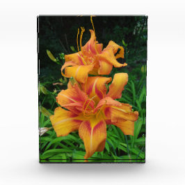 Bloque Para Fotos Naranja Daylily Blooms
