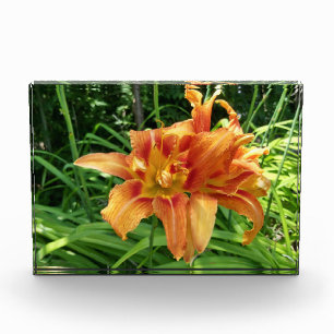 Bloque Para Fotos Naranja Daylily Flores horizontales