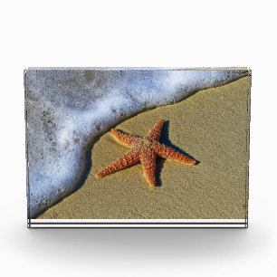Bloque Para Fotos Naranja starfish en la playa