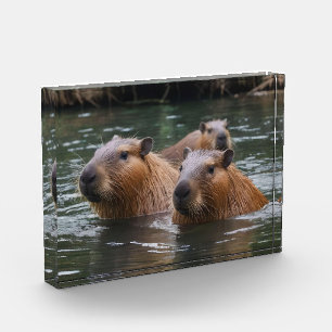 Bloque Para Fotos Natación De Capybaras En El Río,