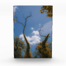 Naturaleza surrealista