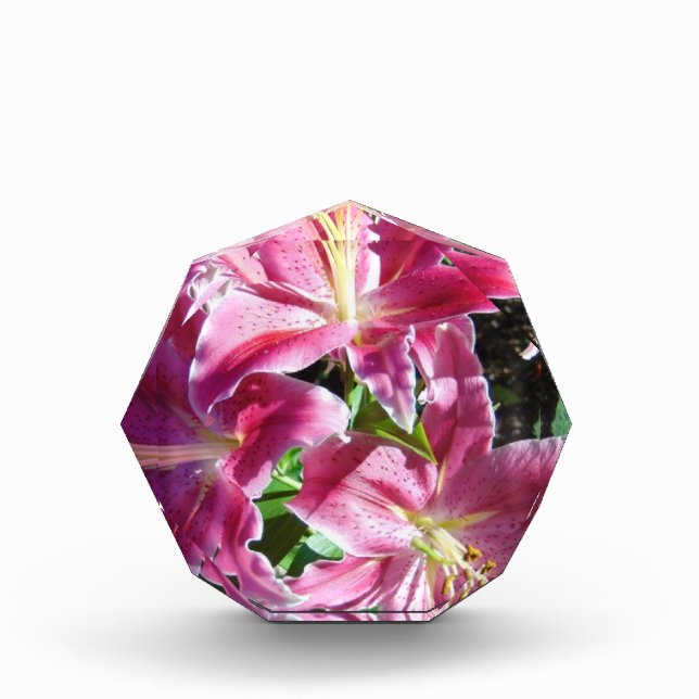 Bloque Para Fotos nenúfares estrellados (Anverso)