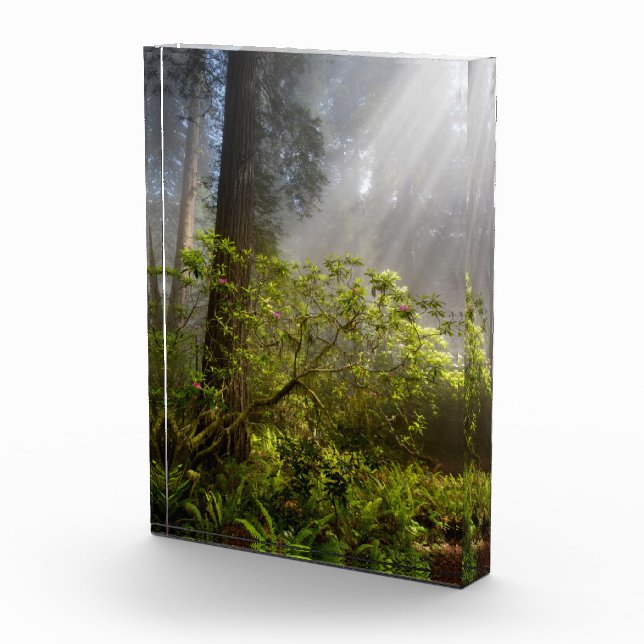 Bloque Para Fotos Niebla matutina en Rhododendron (Derecha)