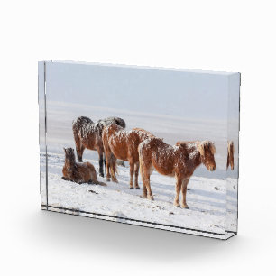 Bloque Para Fotos Nieve cubierta de caballos islandeses