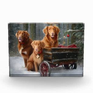 Bloque Para Fotos Nova Scotia Duck Toller Retriever Trineo Nevado