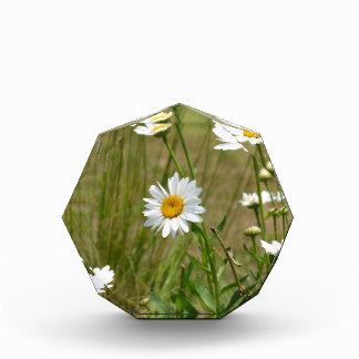 Bloque Para Fotos Octagonal 