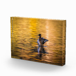 Bloque Para Fotos Ojo dorado en un lago dorado