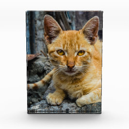 Bloque Para Fotos Ojos dorados