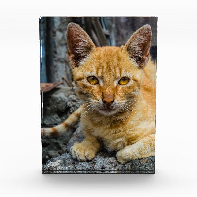 Bloque Para Fotos Ojos dorados (Anverso)