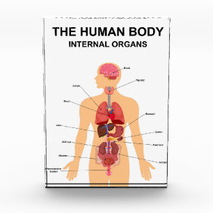 Bloque Para Fotos Órganos internos del cuerpo humano