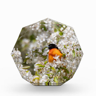 Bloque Para Fotos Oriole Y Dogwood