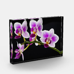 Bloque Para Fotos Orquídea blanca y púrpura
