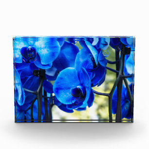 Bloque Para Fotos Orquídeas azules