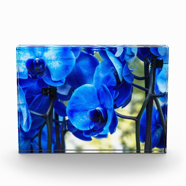 Bloque Para Fotos Orquídeas azules (Anverso)