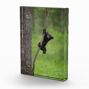 Bloque Para Fotos Osezno de oso negro jugando en rama de árbol
