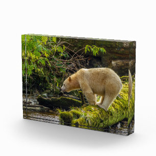 Bloque Para Fotos Oso Espíritu Blanco