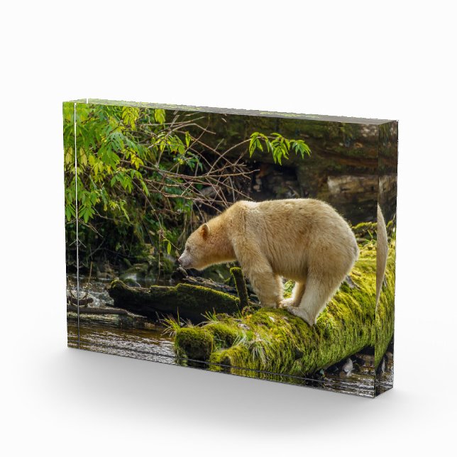 Bloque Para Fotos Oso Espíritu Blanco (Derecha)