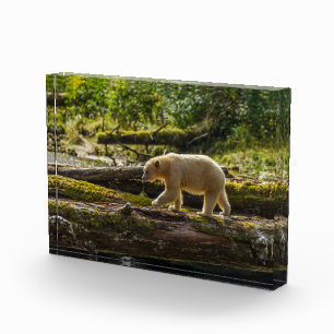 Bloque Para Fotos Oso Espíritu Blanco Caza