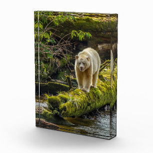 Bloque Para Fotos Oso Espíritu Blanco Columbia Británica, Canadá