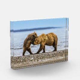 Bloque Para Fotos Osos marrones costeros