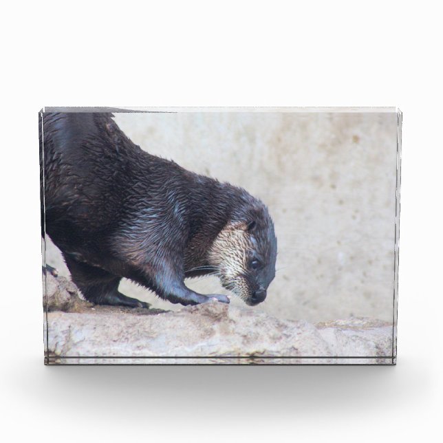 Bloque Para Fotos Otterky sleek (Anverso)