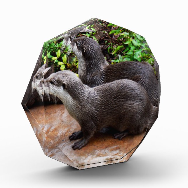 Bloque Para Fotos **"Paciencia por el agua: Dos pequeñas nutrias gri (Izquierda)