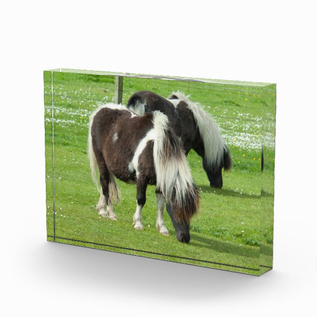 Bloque Para Fotos Paint Ponies de Purebred Shetland (Derecha)