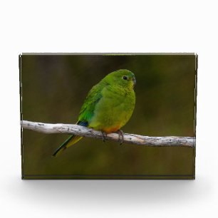 Bloque Para Fotos Pájaro loro con vientre naranja Australia