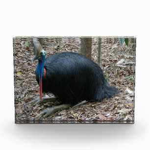 Bloque Para Fotos Pájaro raro en peligro hermoso Australia del